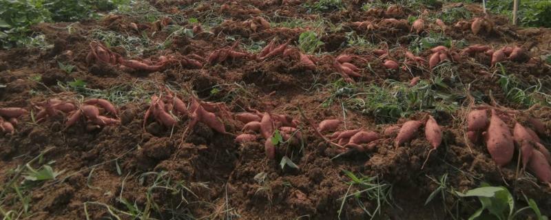 甘薯高产种植方法，深耕土壤有助提高产量