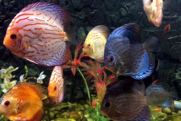 七彩神仙鱼怎么繁殖，需要让它们自由配对