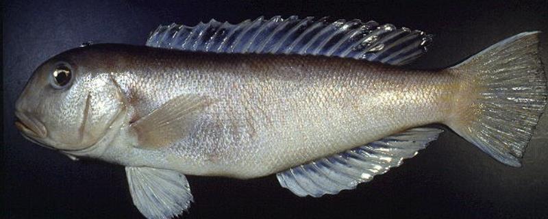 马头鱼简介，是最古老的脊椎动物