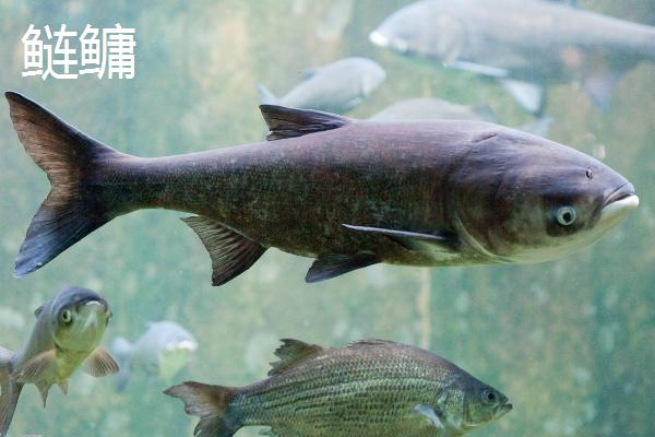新关东鱼钩有哪些优缺点，钓大鱼有优势，钓小鱼效果不佳