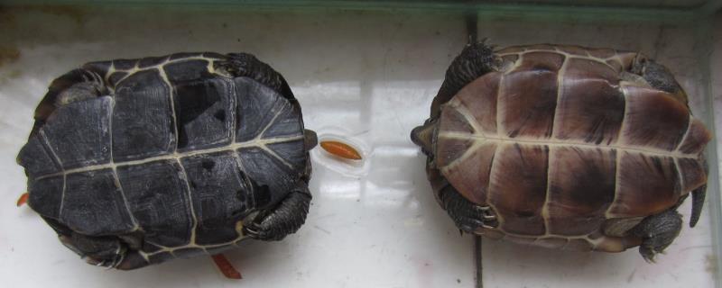 乌龟公母怎么区分，公乌龟的腹甲呈凹陷状
