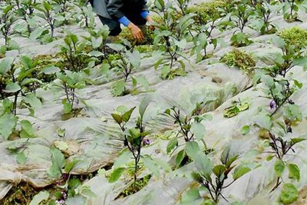 茄子在高温季节的施氮肥要点，一定要控制施用量