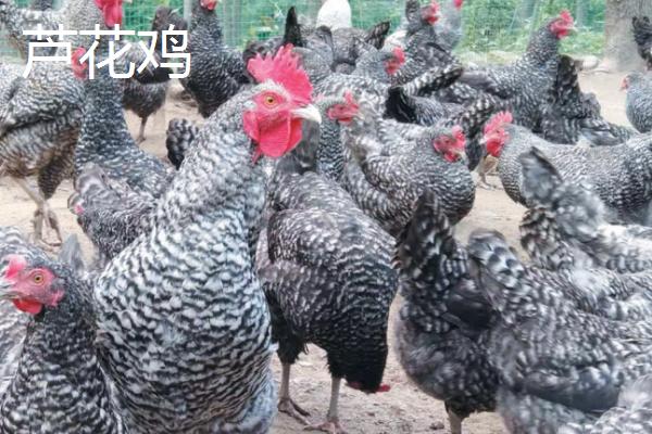 特种鸡的价格，根据实际情况选择养殖品种
