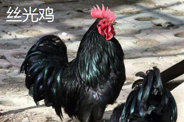 特种鸡的价格，根据实际情况选择养殖品种