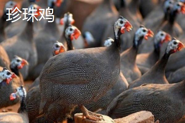 特种鸡的价格，根据实际情况选择养殖品种