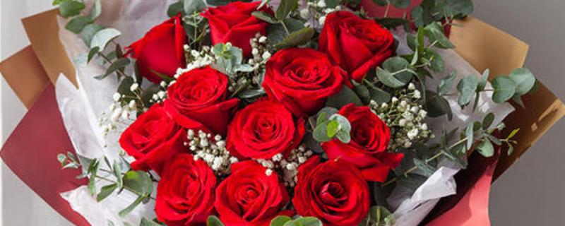 送玫瑰花11朵好还是19朵好，是世界著名的爱情之花