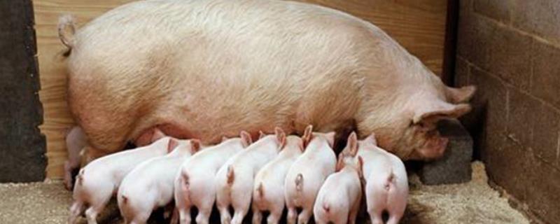 夏季母猪热应激的负面影响，会让其食欲下降