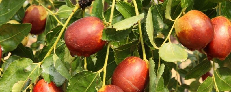 河北石家庄有哪些特色水果，著名特产包括雪花梨