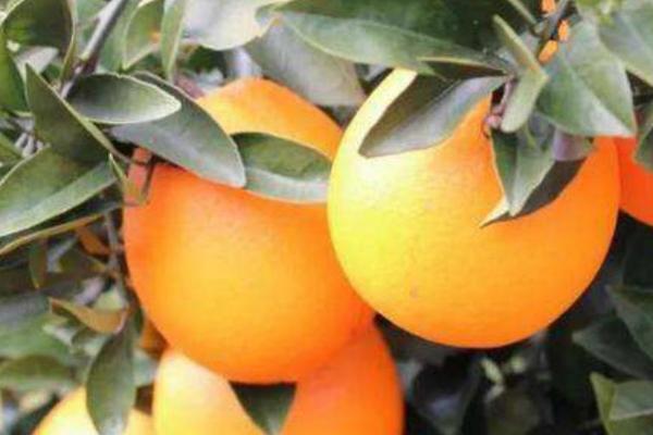 优质冰糖橙有什么特点，皮薄的果实一般更甜