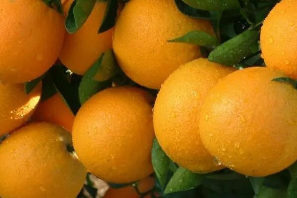 优质冰糖橙有什么特点，皮薄的果实一般更甜