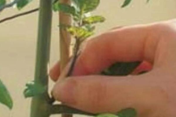 番茄整枝技术，密植栽培适宜使用单干整枝法