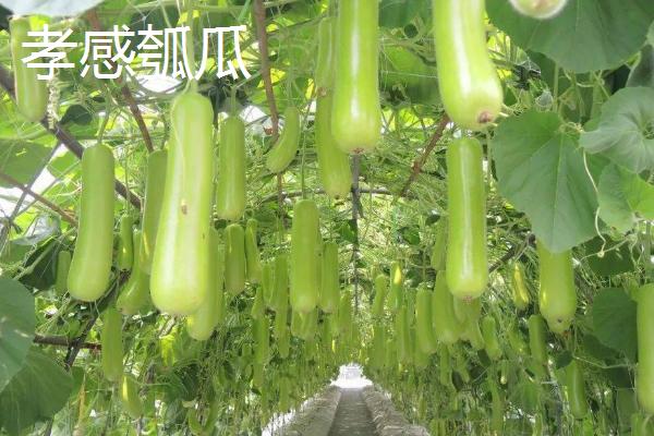瓠瓜的种类，老熟干燥果壳可作容器