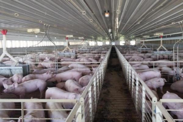 生猪快速育肥的条件，温度过低会影响生长