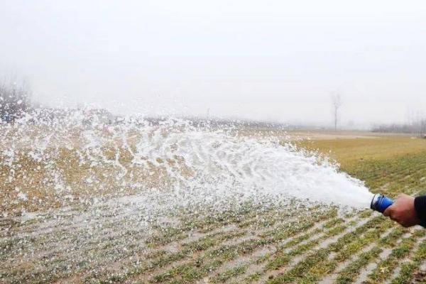 冬小麦如何进行早春管理，3月份要追施拔节肥