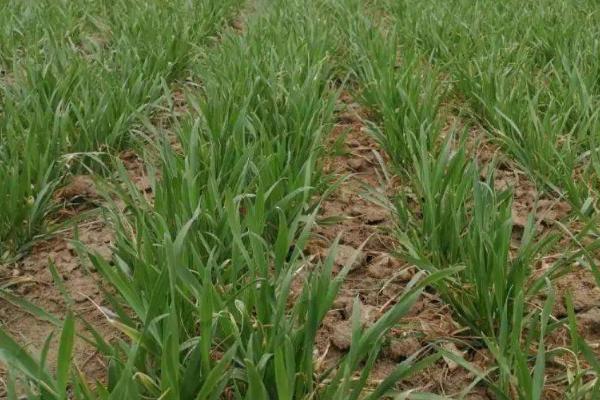 冬小麦如何进行早春管理，3月份要追施拔节肥