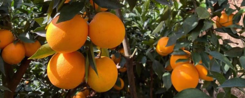 江西赣州市的特产，赣南脐橙成为其城市名片