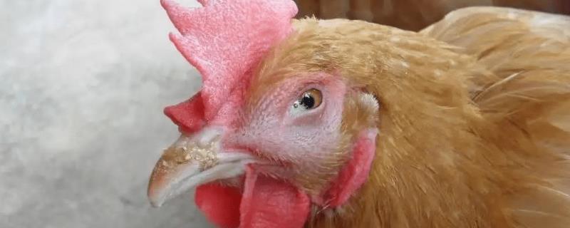 如何治疗鸡传染性鼻炎，发病时会排出绿色粪便