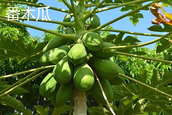 木瓜种子常见品种及育苗方法，番木瓜主要种植在我国热带省份