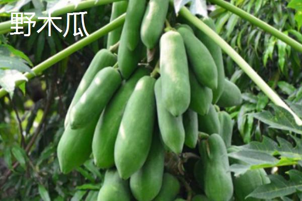 木瓜种子常见品种及育苗方法，番木瓜主要种植在我国热带省份