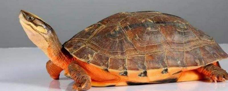 常见的乌龟品种，石金钱龟属于最古老的水龟