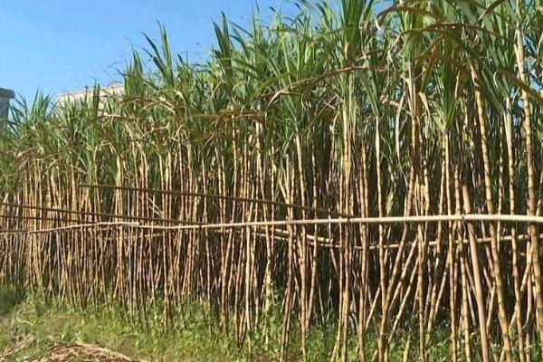 秋季如何管理甘蔗，蔗田需做好防风措施