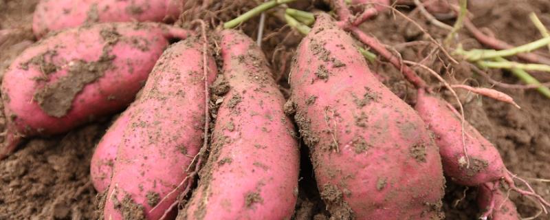甘薯优良的新品种介绍，不同品种的种植时间不同