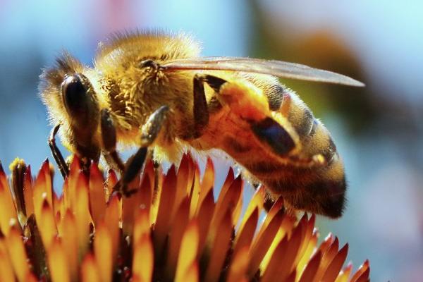 梦见蜜蜂的预兆，常象征着危险
