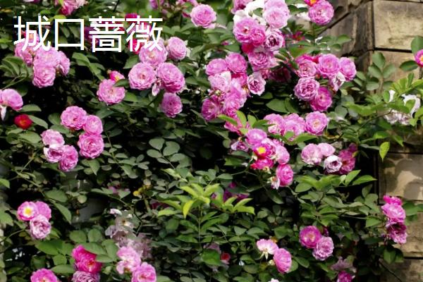 蔷薇花的种类，多数是世界著名的观赏植物