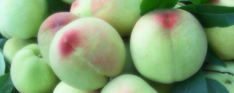 都昌大白桃的特点，是目前市场最看好的南方特早熟桃