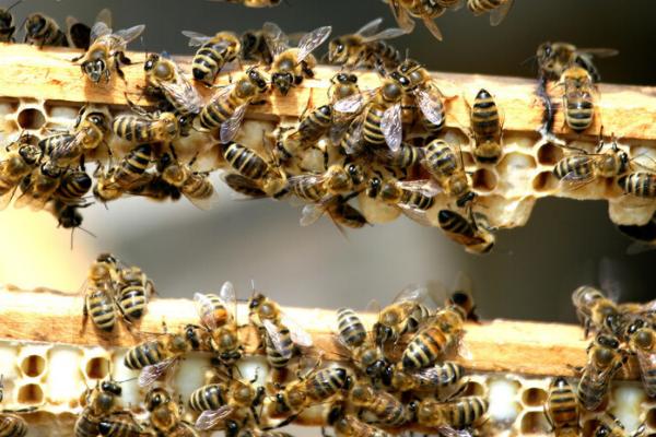 新手如何培育蜂王，育王条件包括气候和蜜源