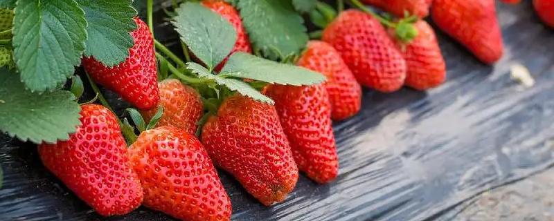 草莓种子的种植方法，在5-6月的成熟果实中采种