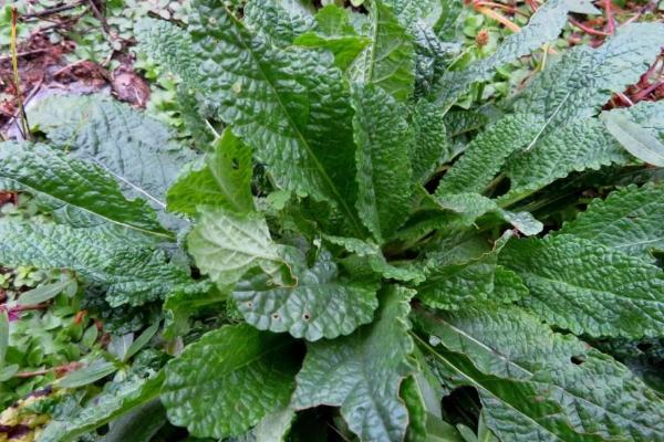 雪见草的种植方法，在我国农村随处可见