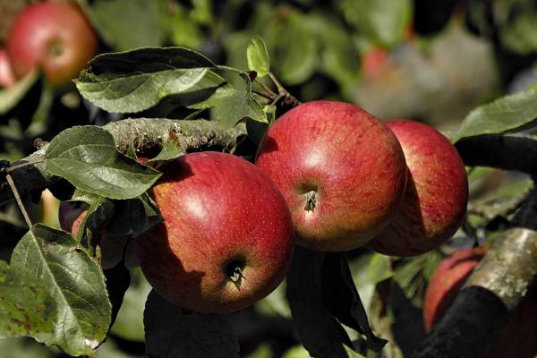 哪些因素会影响苹果着色，温度是主要原因