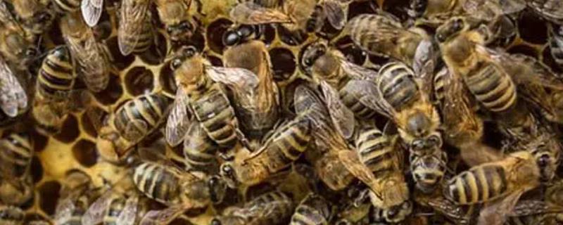 怎么防止蜂王逃跑，每群只有一只蜂王