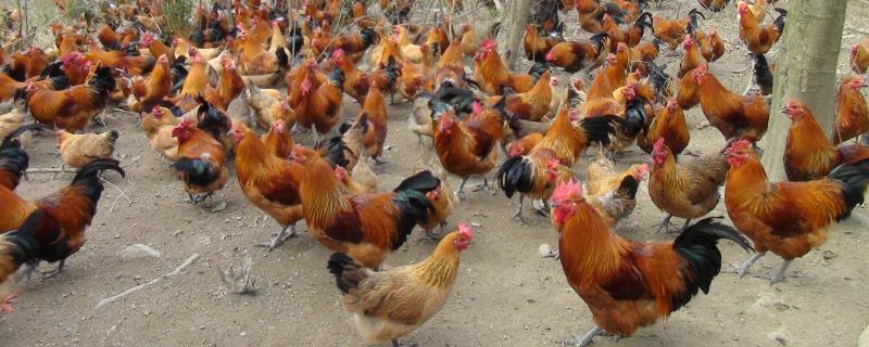 常见的家禽种类，一般是以卵、肉、羽毛等的生产为目的