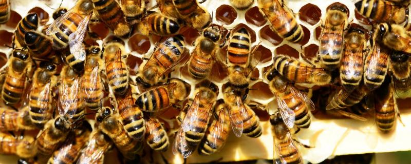 蜂群补助饲喂方法，傍晚可将饲料放入饲喂器