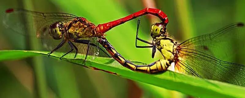 蜻蜓如何交配，雌虫和雄虫会交尾授精