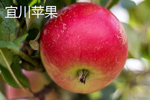 我国苹果产地，主要集中在北方