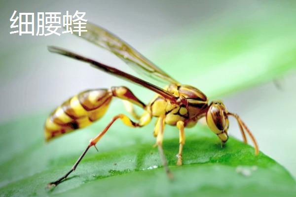 哪种蜜蜂的腰比较细，常见品种包括细腰蜂