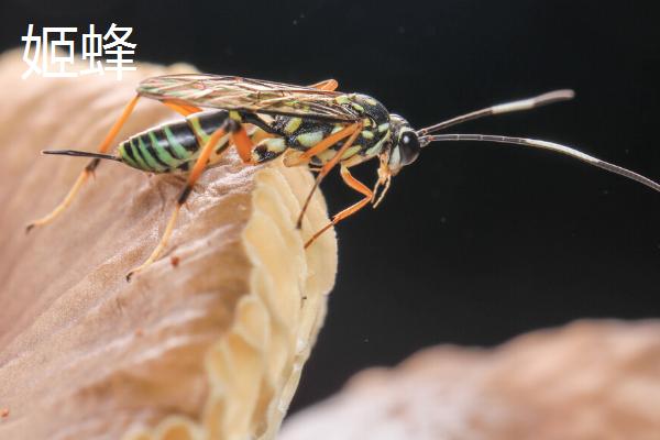 哪种蜜蜂的腰比较细，常见品种包括细腰蜂