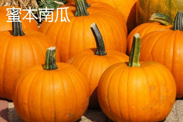 我国有哪些本土南瓜品种，蜜本南瓜可抗病毒病