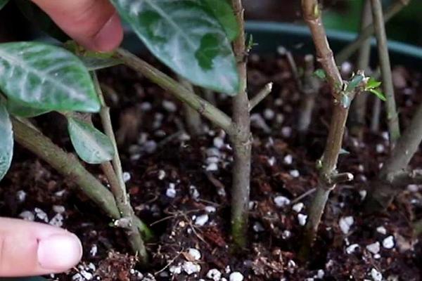 茉莉的种植方法，是一种攀援灌木植物