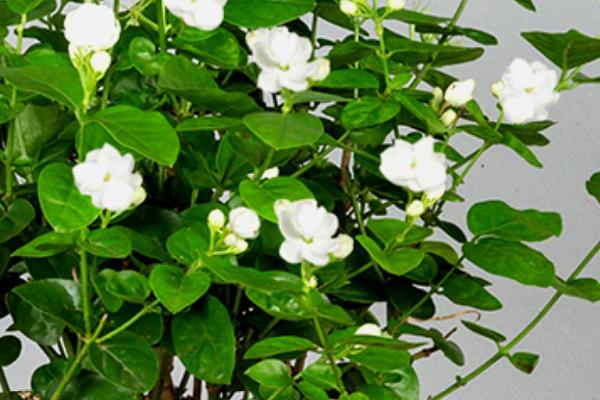 茉莉的种植方法，是一种攀援灌木植物