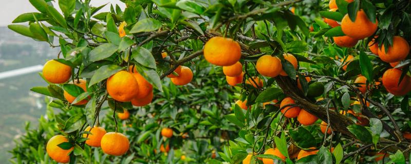 橘子品种介绍，产地不同各具特色