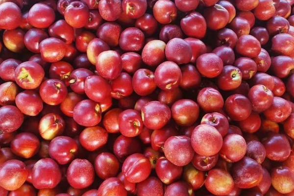 大棚油桃和露天油桃有什么区别，大棚油桃的虫害较少
