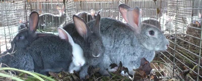 养殖獭兔的成本与利润，商品兔所需成本更高