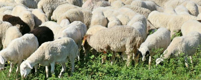 湖羊的养殖技术，品种优良程度直接决定生长能力和品质