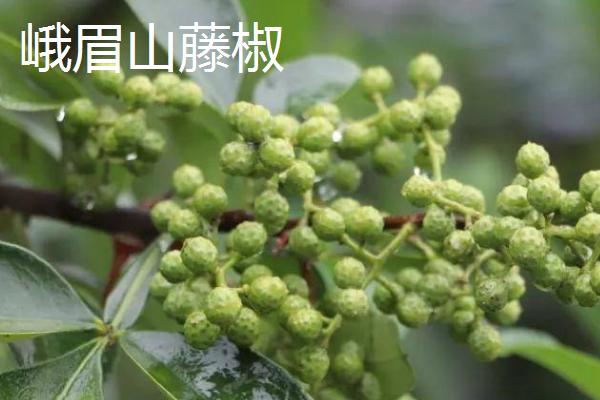 四川省乐山市的特产，有“海棠香国”的美誉