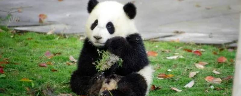 被称为活化石的野生动物是什么，大熊猫数量稀少成为我国国宝