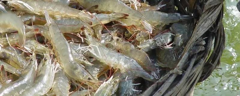 配制南美白对虾的饲料要注意什么，所含营养应确保全面均衡